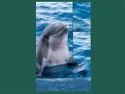 Solitaire Picture Puzzles